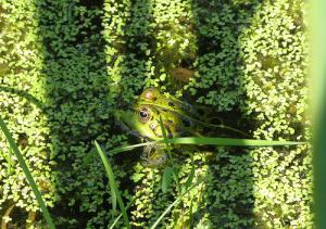 Lentilles d'eau et grenouille