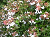 Abelia grandiflora