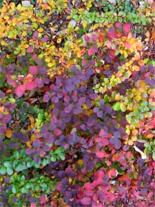 Feuillage d'une haie de berberis