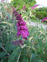 Buddleia davidii