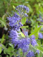 Caryopteris