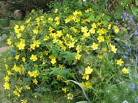Millerpertuis (hypericum)