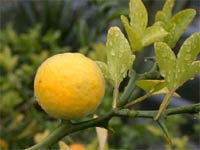 Poncirus trifoliata