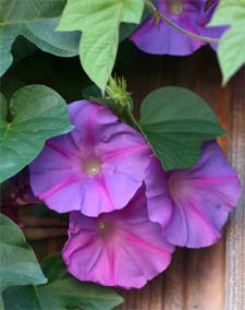 ipomée mauve