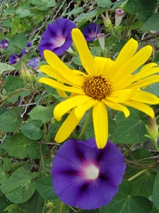 Contraste entre une ipomée mauve et un tournesol jaune