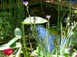 Jardin d'eau : style, faune et flore