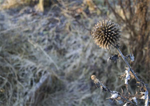 Jardin froid et sec