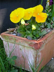 Jardinière fendue par le gel