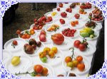 Jardins de tomates