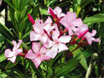 Plantes m�diterran�ennes