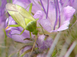 Le peuple de l'herbe - D.R.
