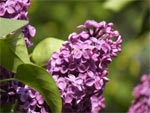 Lilas