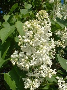 Lilas blanc