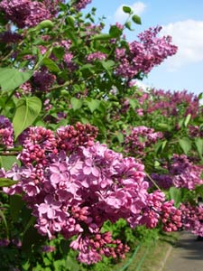 Lilas rose