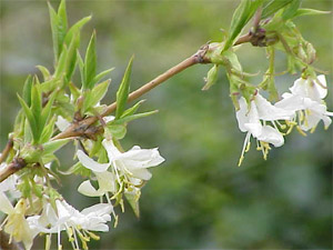 Ch�vrefeuille d'hiver - lonicera fragrantissima