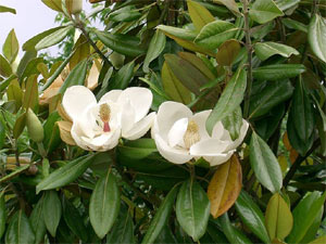 Fleurs de magnolia grandiflora