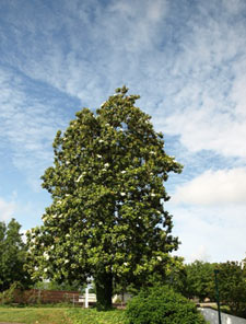 Magnolia grandiflora
