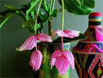 Medinilla