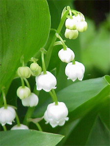 http://media.gerbeaud.net/2009/muguet.jpg