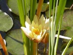 Le n�nuphar