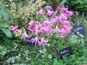 Nerines en fleur