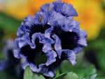 Pens�e Frizzle bleu