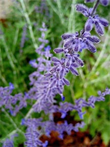 Perovskia - Sauge d'Afghanistan