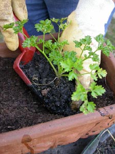 Persil plant&eacute; en jardini&egrave;re