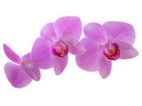 phalaenopsis