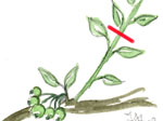 Pincement des arbres fruitiers