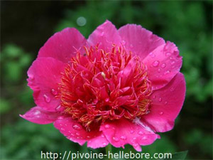 D.R. Pivoine-Hell&eacute;bore.com