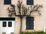 Poiriers de fa�ade