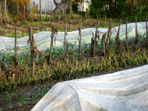 Potager en hiver avec tunnels de protection