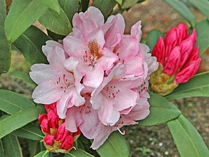 D.R. rhododendron.fr