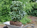 Planter un rhododendron