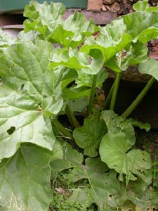 Rhubarbe - rheum rhaponticum