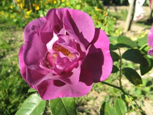 Rhapsody in blue