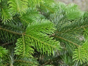 Branche de Nordmann