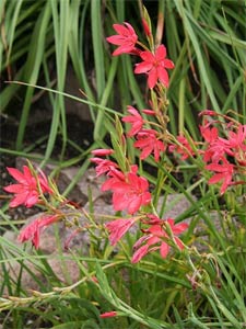 Schizostylis ou lis des Cafres
