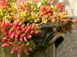 Sedum : le roi des jardins secs
