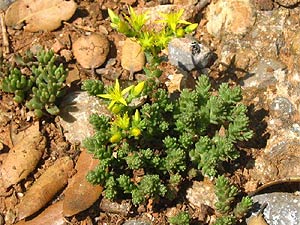 Sedum acre
