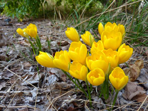 Sternbergia lutea