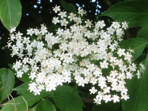 Fleurs de sureau