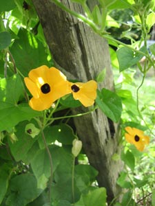 Thunbergia alata