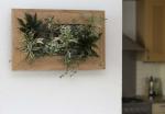 Wall flower
