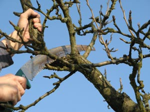 Taille d'une branche d'arbre fruitier à la scie arboricole