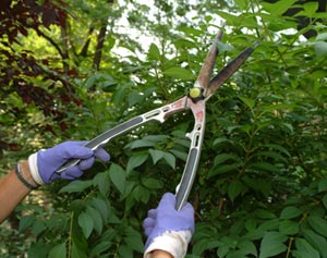 Taille d'un forsythia - (c)greenstockcreative - Fotolia.com