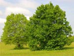Tilleul et acacia, arbres de pur plaisir