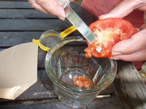 extraction des pépins de tomate