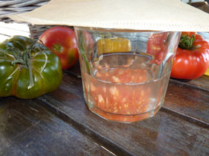 graines de tomate dans le bocal rempli d'eau